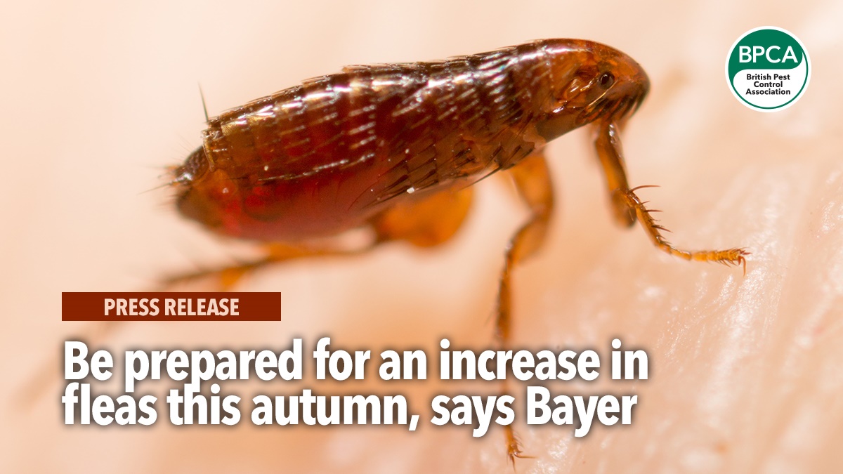 be-prepared-for-fleas-this-autumn-bayer be-prepared-for-fleas-this-autumn-bayer